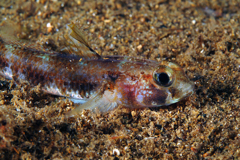 Deltentosteus colonianus (ghiozzetto dentato)